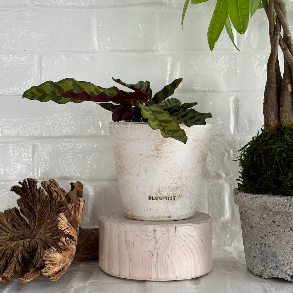 "Ascension" Hand-Carved Display Pedestals