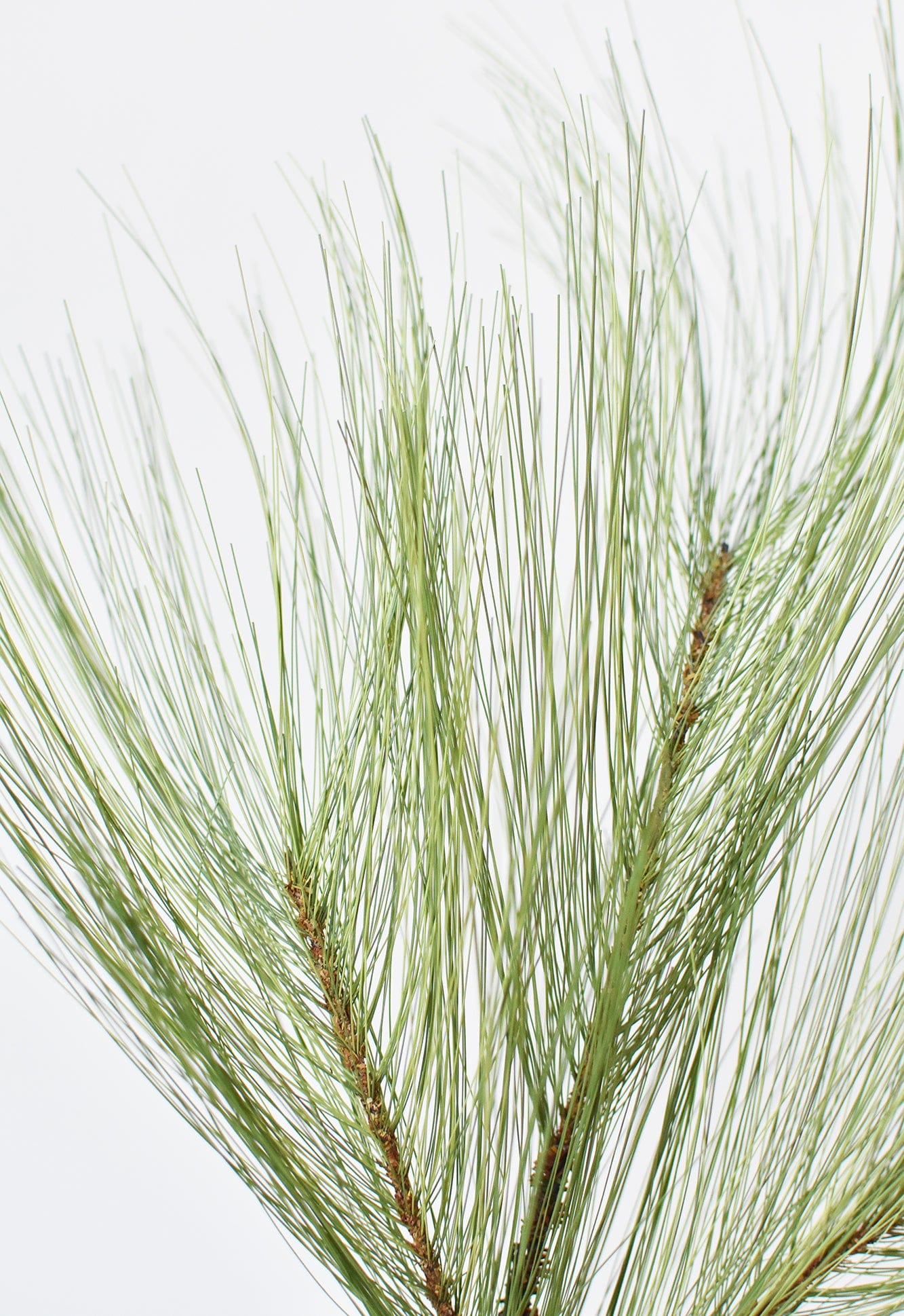 Long Needle Pine Spray - 21”
