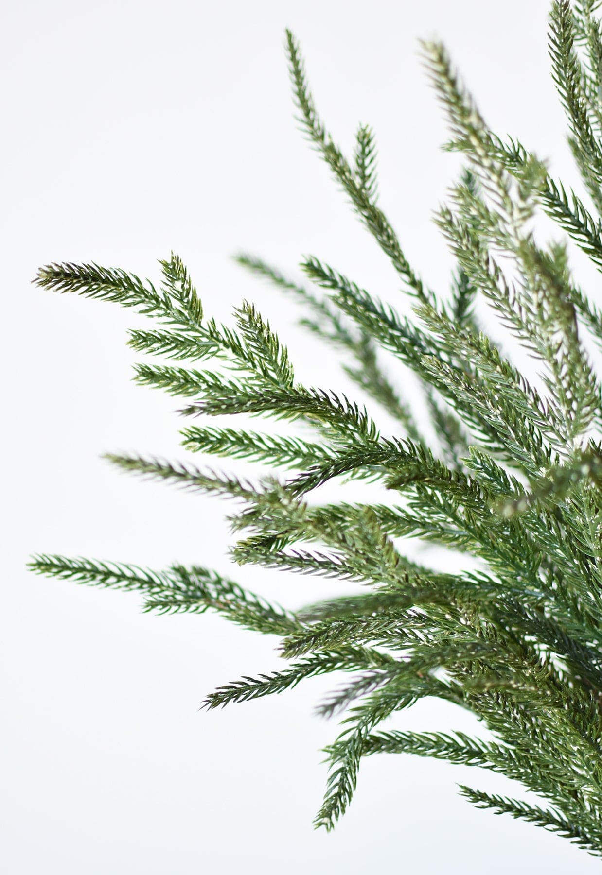 Faux Whitewash Green Norfolk Pine Spray Bush - 20"