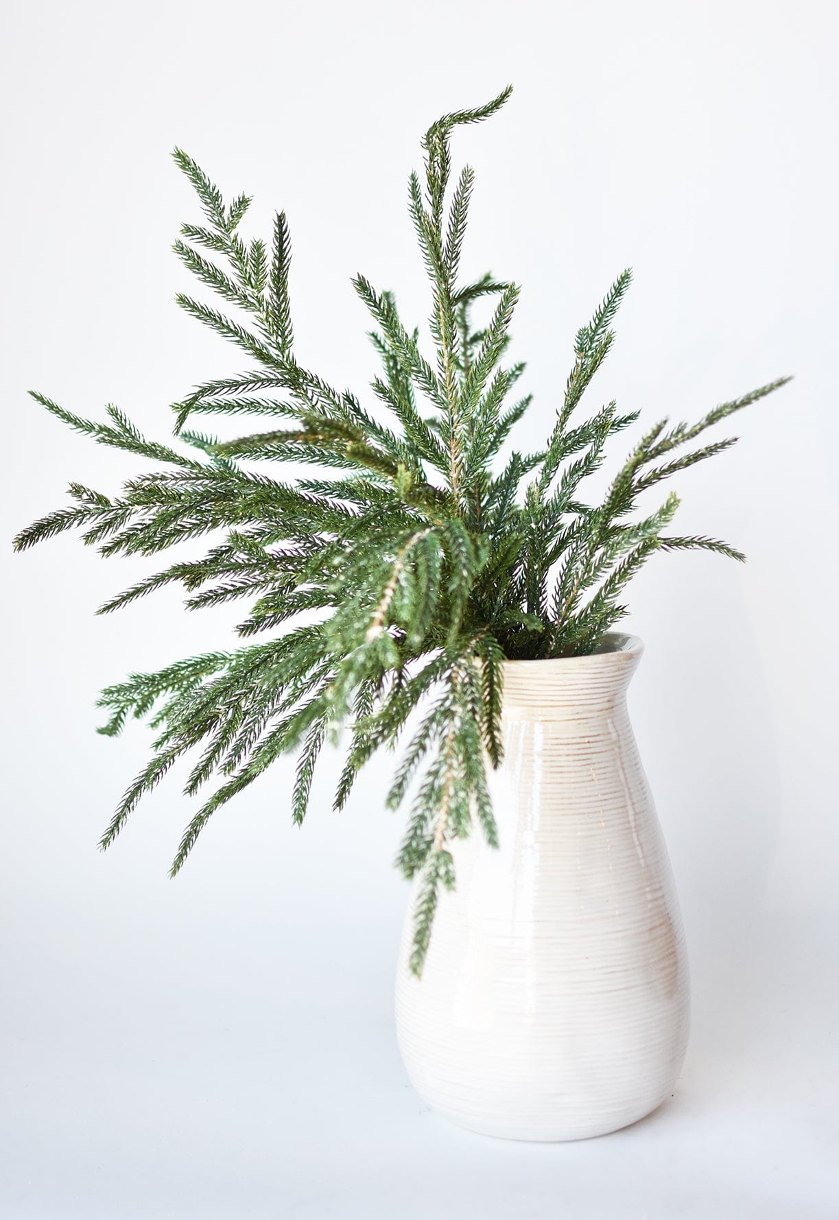 Faux Whitewash Green Norfolk Pine Spray Bush - 20"