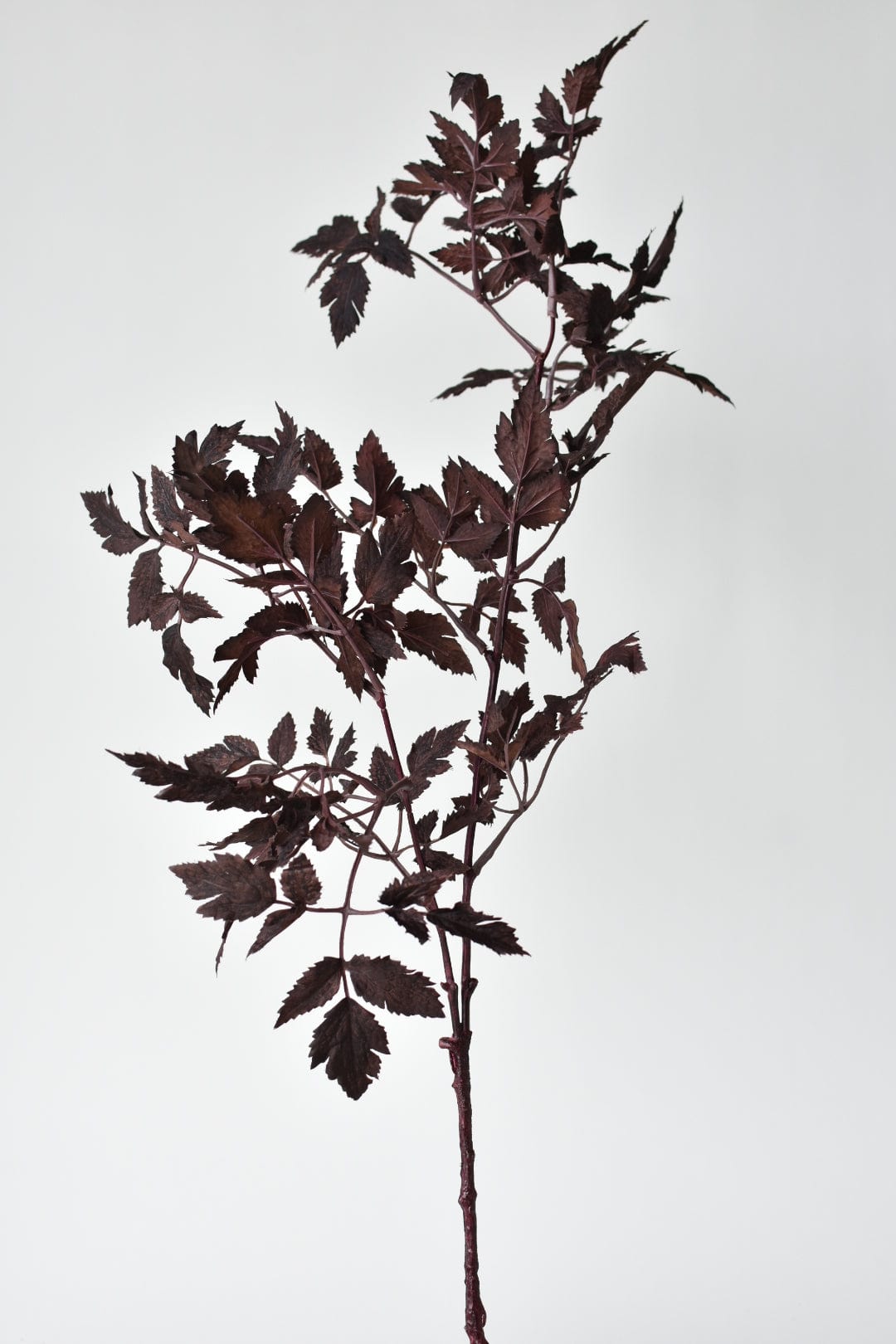Faux Cimicifunga Ramosa Stem: Plum - 31"