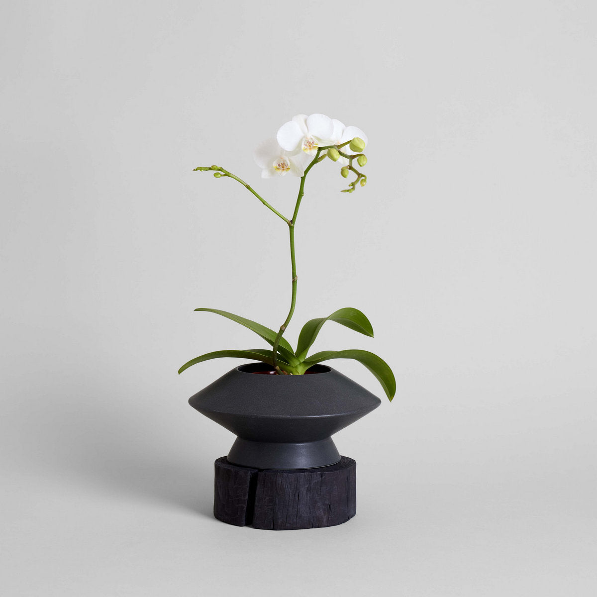"Ascension" Hand-Carved Display Pedestals