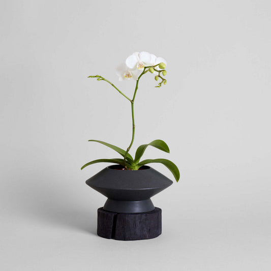 "Ascension" Hand-Carved Display Pedestals